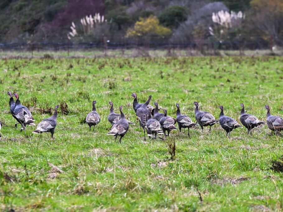 caption: Turkeys at a farm as California declares state of emergency to prevent new public health crisis on Bird flu in Pescadero, California, in December.