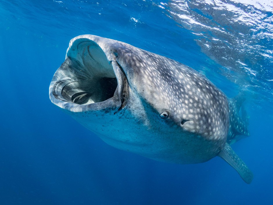 caption: A whale shark. Big data and AI allows scientists to rapidly comb through thousands of photos and identify individuals using the skin patterning behind the gills and any scars they might have.CREDIT: SIMON J. PIERCE/COURTESY WILD ME