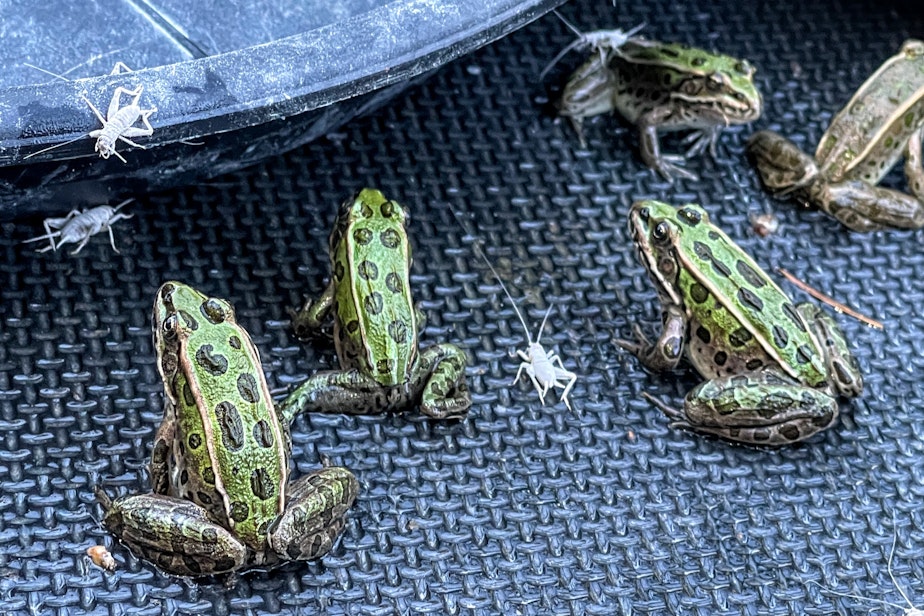 caption: Northern leopard frogs at feeding time at Northwest Trek Wildlife Park in Eatonville, Washington, in August 2022.