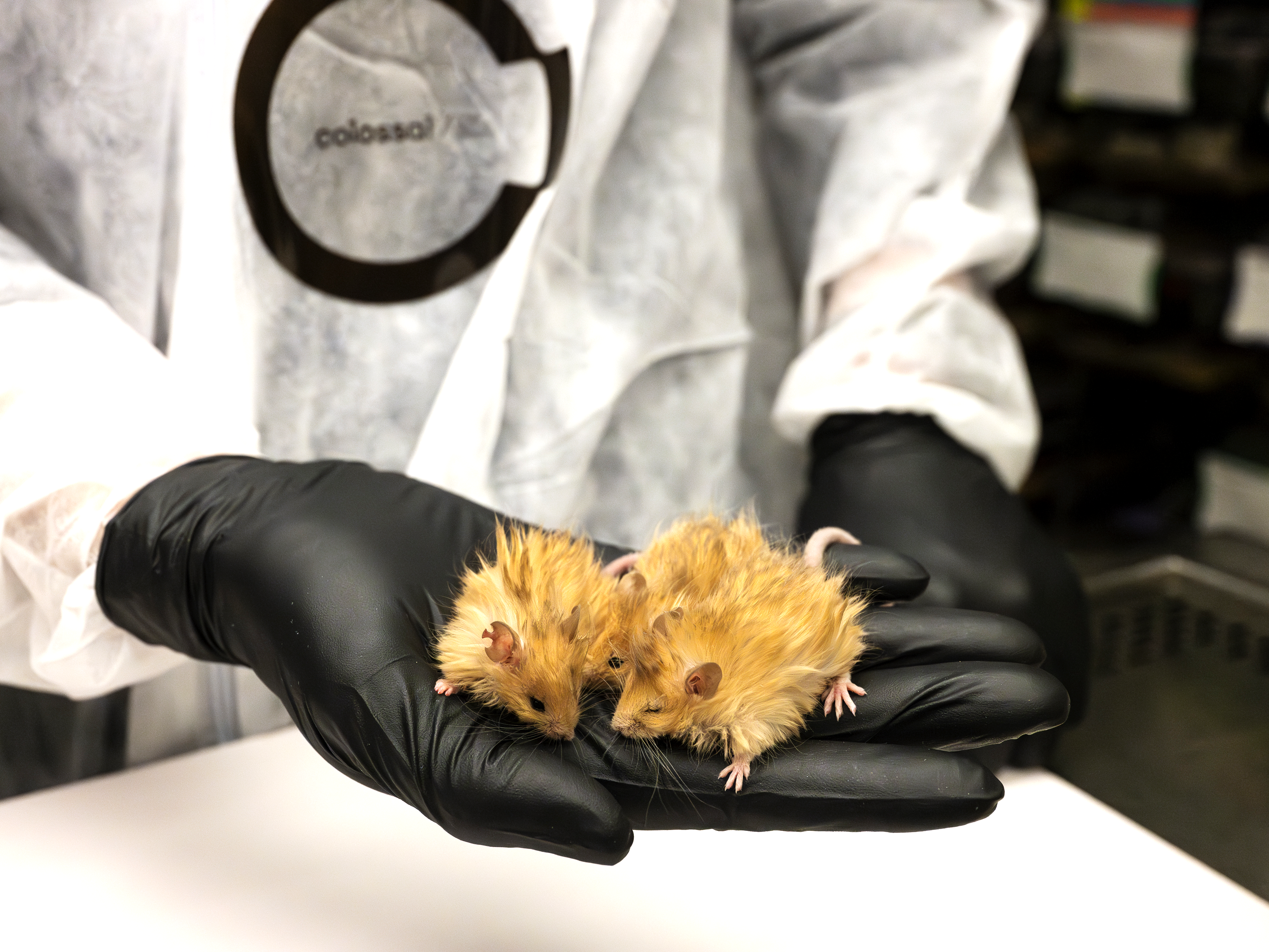 caption: A woolly mouse, a breed created by scientists using genetic engineering. The development is a first step toward reviving a version of the extinct woolly mammoth.