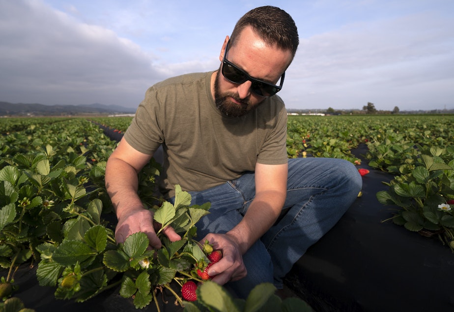 caption: William Terry, of Terry Farms, looks at strawberries at his farm Thursday, March 31, 2022, in Oxnard, Calif. Terry Farms, which grows produce on 2,100 acres largely, has seen prices of some fertilizer formulations double; others are up 20%.
