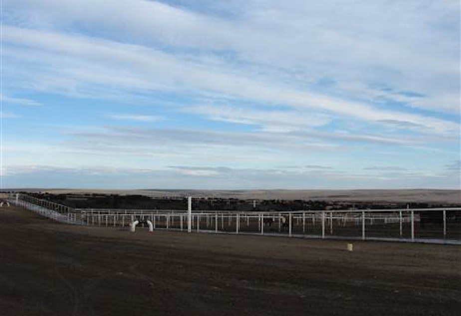 caption: Easterday's "North Lot" is one of the largest concentrated cattle feeding operations in Washington. It was sold Jan. 22 to AB Livestock, a Tyson competitor.