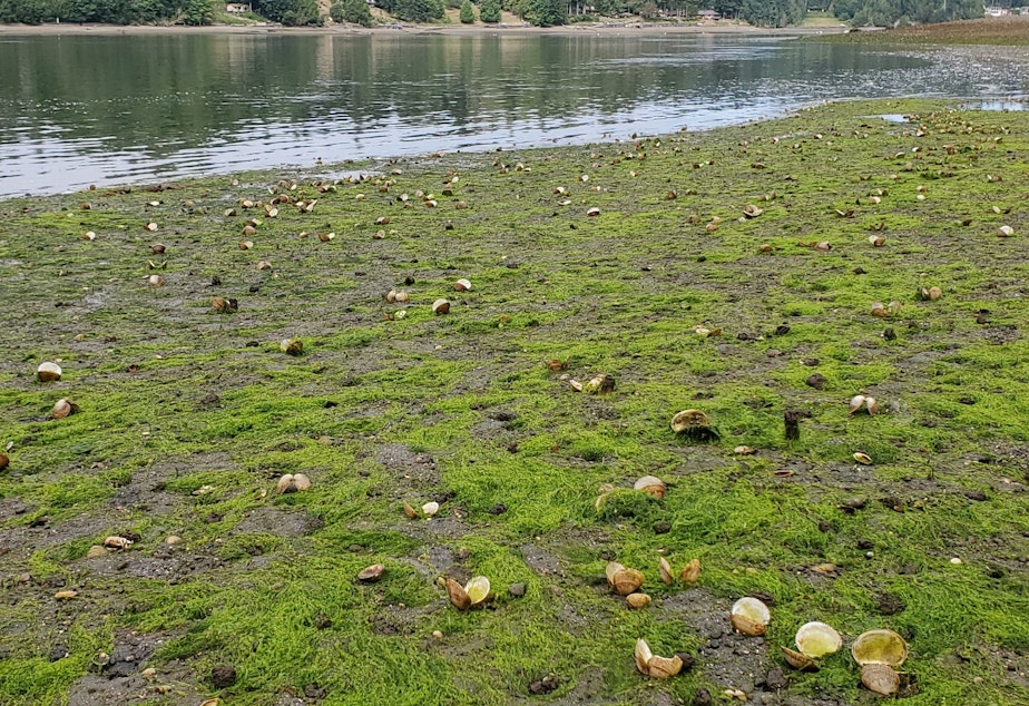 caption: Shells of dead cockles, above ground and splayed open, at low tide on Squaxin Island, Washington, on July 6, 2021.