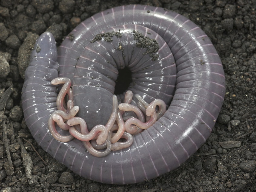caption: Caecilians are amphibians that look superficially like very large earthworms. New research suggests that at least one species of caecilian also produces "milk" for its hatchlings.