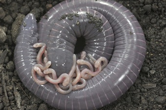caption: Caecilians are amphibians that look superficially like very large earthworms. New research suggests that at least one species of caecilian also produces "milk" for its hatchlings.