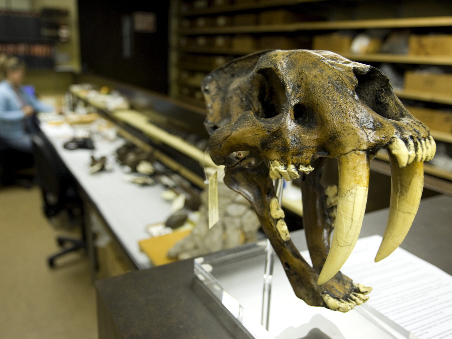 caption: Ice Age skull on stand in research lab at the Page Musuem at the La Brea Tar Pits in Los Angeles.