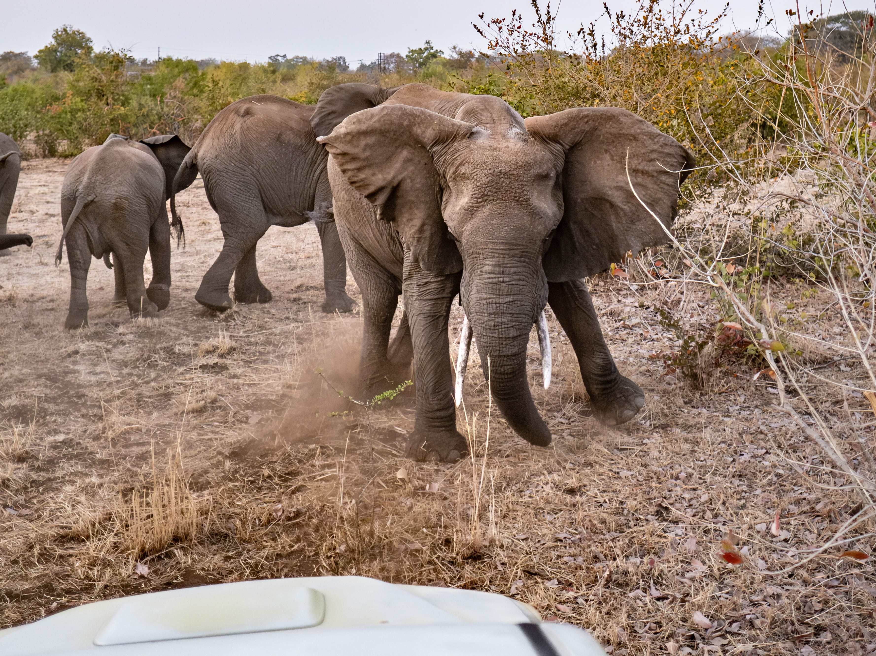 caption: An elephant eyes the Elephant Response Team's vehicle as the team attempt to drive the animal away from the town of Livingstone in Zambia and back toward Mosi-oa-Tunya National Park.