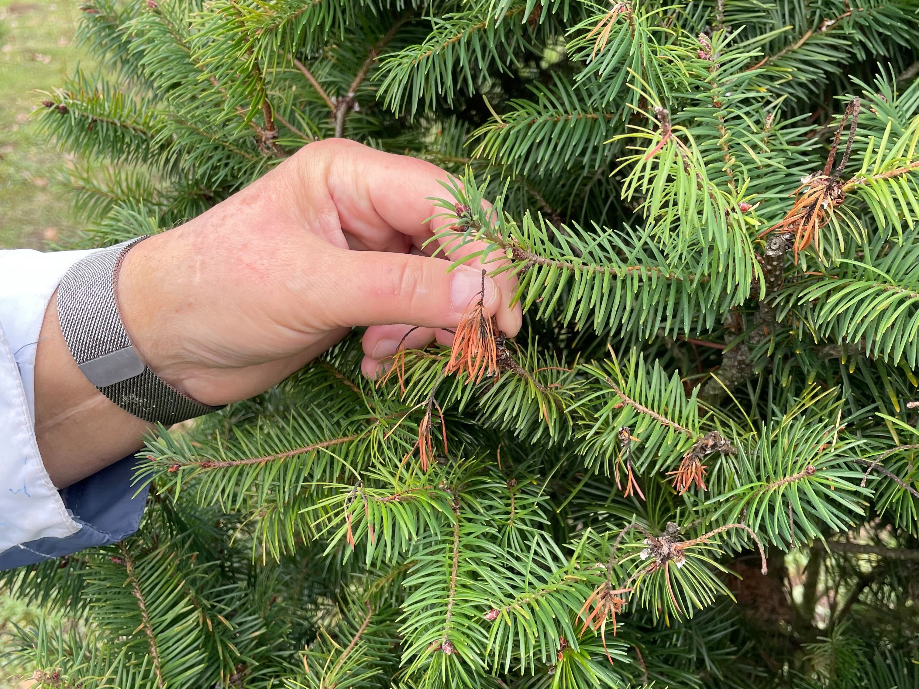 caption: Jana Sifuentes shows tree damage on McMurtrey Farm.