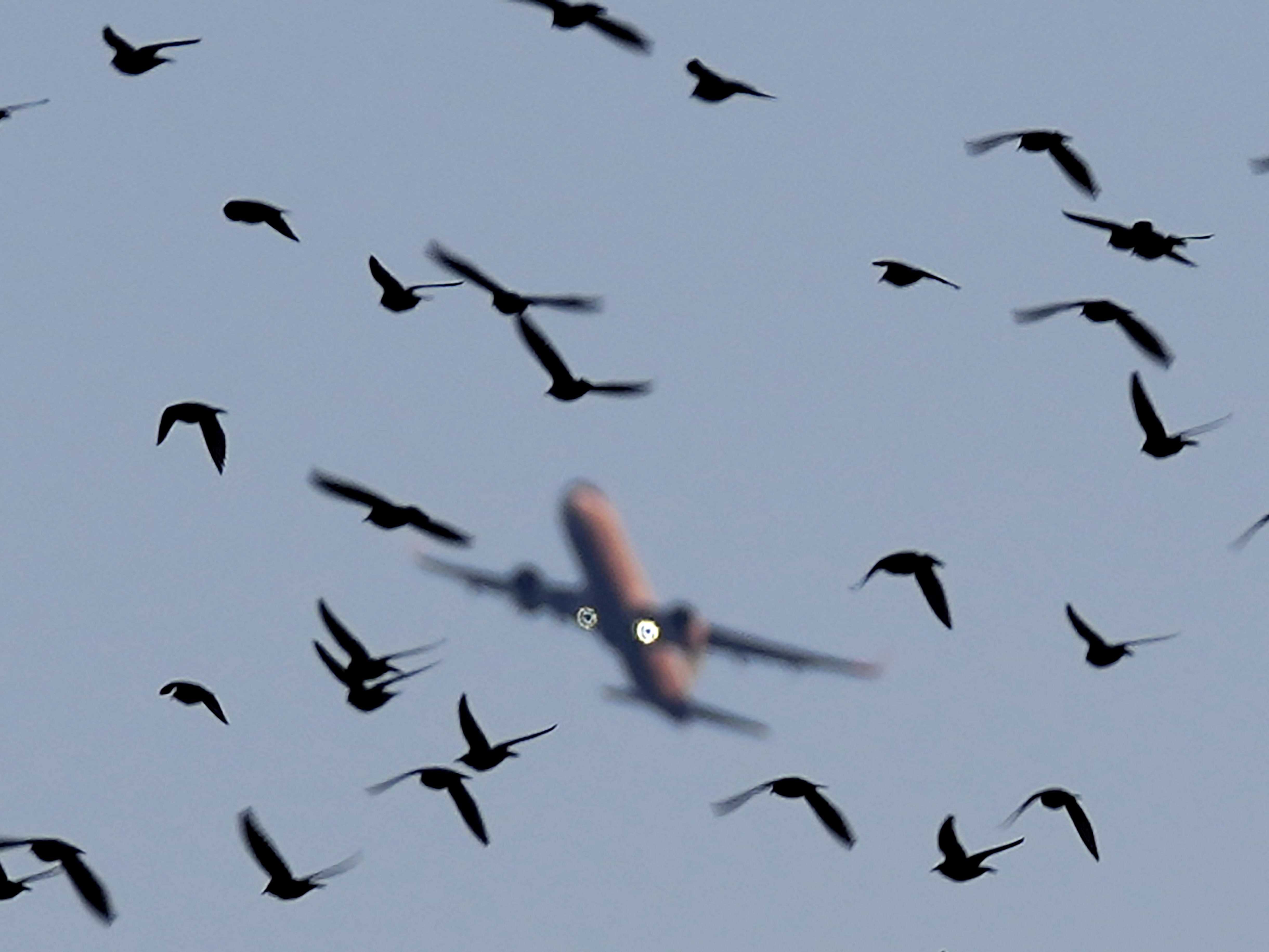 caption: An airplane flies over starlings over a lake near the southern coastal city of Larnaca, in southeast Mediterranean island of Cyprus, Monday, Jan. 9, 2023.