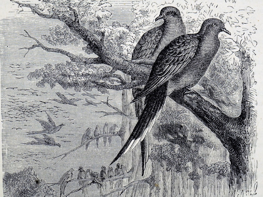 caption: Engraving depicting passenger pigeons, once one of the most common birds in North America but now extinct because of overhunting and deforestation. Dated 19th century.