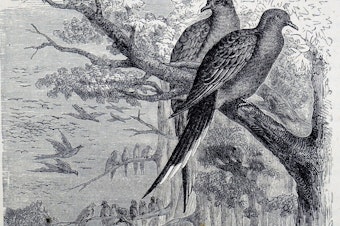 caption: Engraving depicting passenger pigeons, once one of the most common birds in North America but now extinct because of overhunting and deforestation. Dated 19th century.