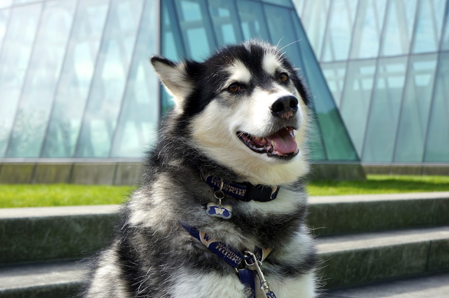 caption: Dubs, the Huskies' live mascot, poses on the UW campus