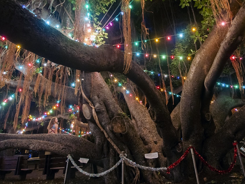 caption: The tree is seen here in December 2020, decorated with holiday lights.