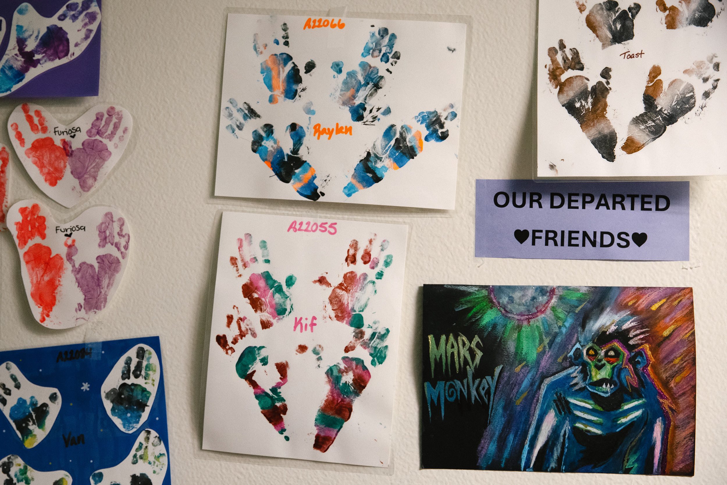 caption: Artwork in honor of euthanized pig-tailed macaque’s is displayed on an office wall on Thursday, Aug. 21, 2025, at the Washington National Primate Research Center on the University of Washington campus in Seattle. 