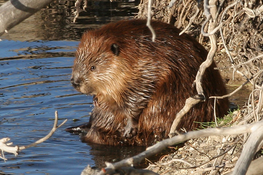 caption: A beaver in Yellowstone National Park, 2007
