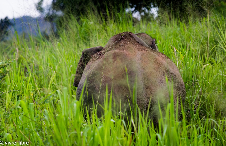 caption: The business end of a wild elephant.