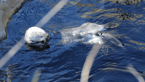 KUOW - Otter fans float plan to bring sea otters back to Oregon coast
