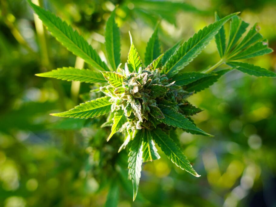 caption: Cannabis is legal in many states but not federally. As more Americans consume weed products, concern is growing about the risks of traces of contaminants such as pesticides and heavy metals.