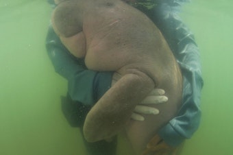 caption: Marium, a lost baby dugong, gets a hug from an official of Thailand's Department of Marine and Coastal Resources. The 8-month-old mammal, who captured hearts online, died after biologists believe she ate plastic waste.