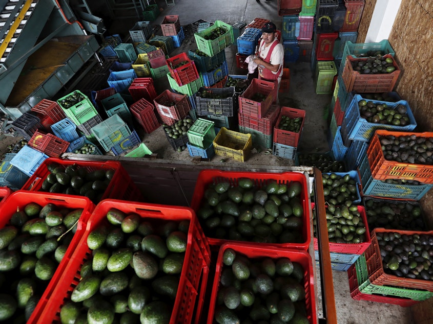 caption: Inspections on avocados from Mexico's Michoacán state were paused for almost a week after an agricultural inspector received a verbal threat. But on Friday, the U.S. Embassy said inspections would continue, allowing avocado shipments to resume.