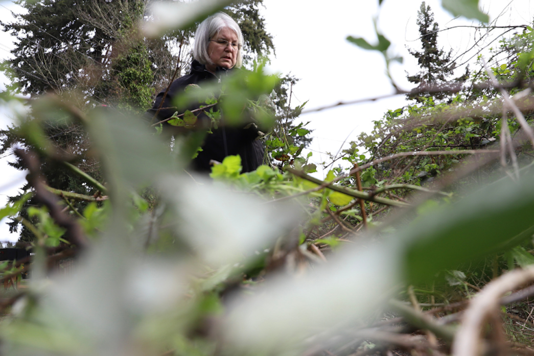 caption: Maryn Wynne works at the former home of Joe and Jennie Ching. The property was once a glorious garden that produced organic food and fruit, but quickly decayed after they passed away. An effort emerged in 2021 to revive it and turn it into a community garden in Shoreline.