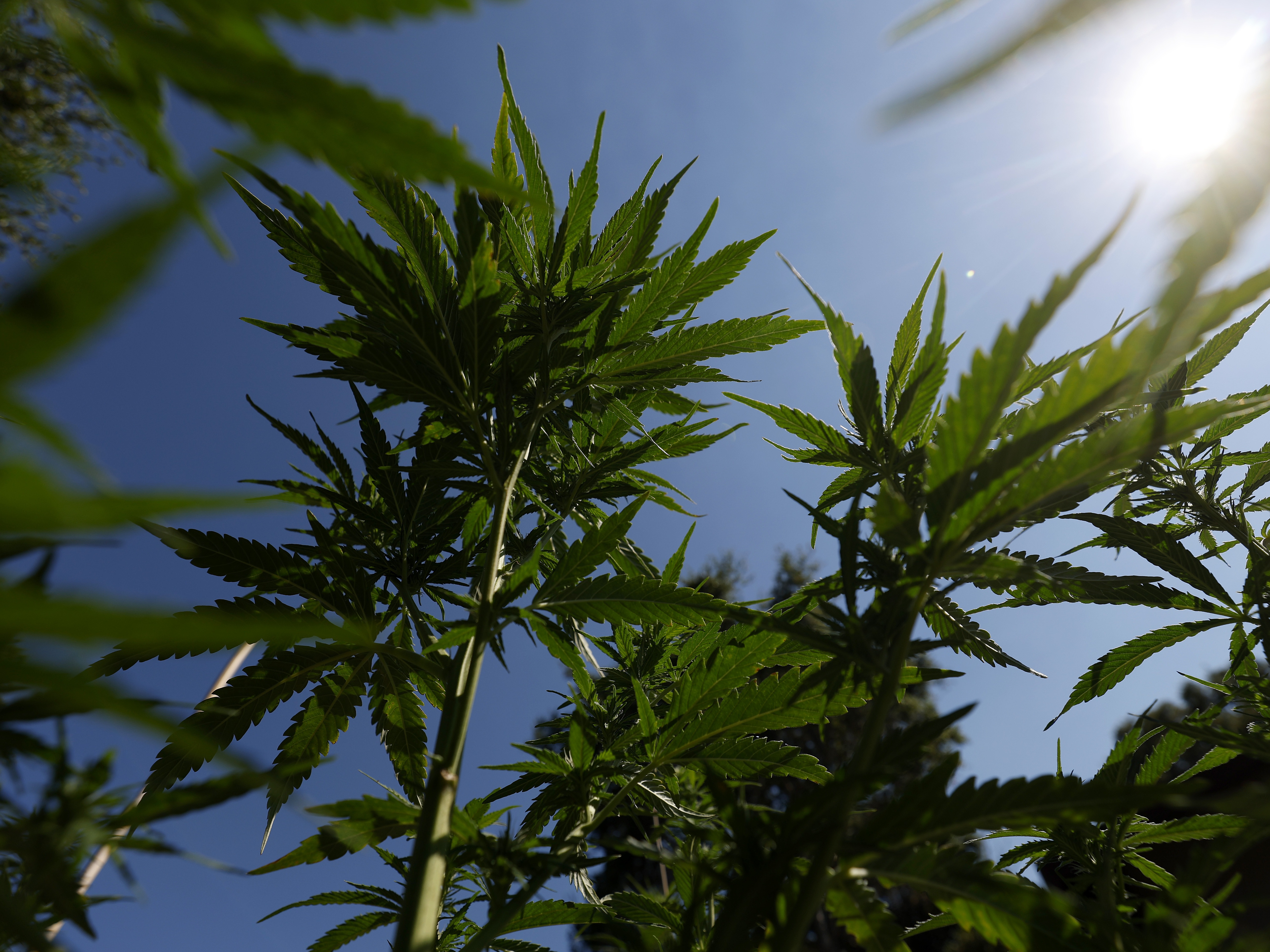 caption: Many young people have the impression that marijuana is a safe and natural drug, but a new study links early use to an increased likelihood of serious mental health problems.