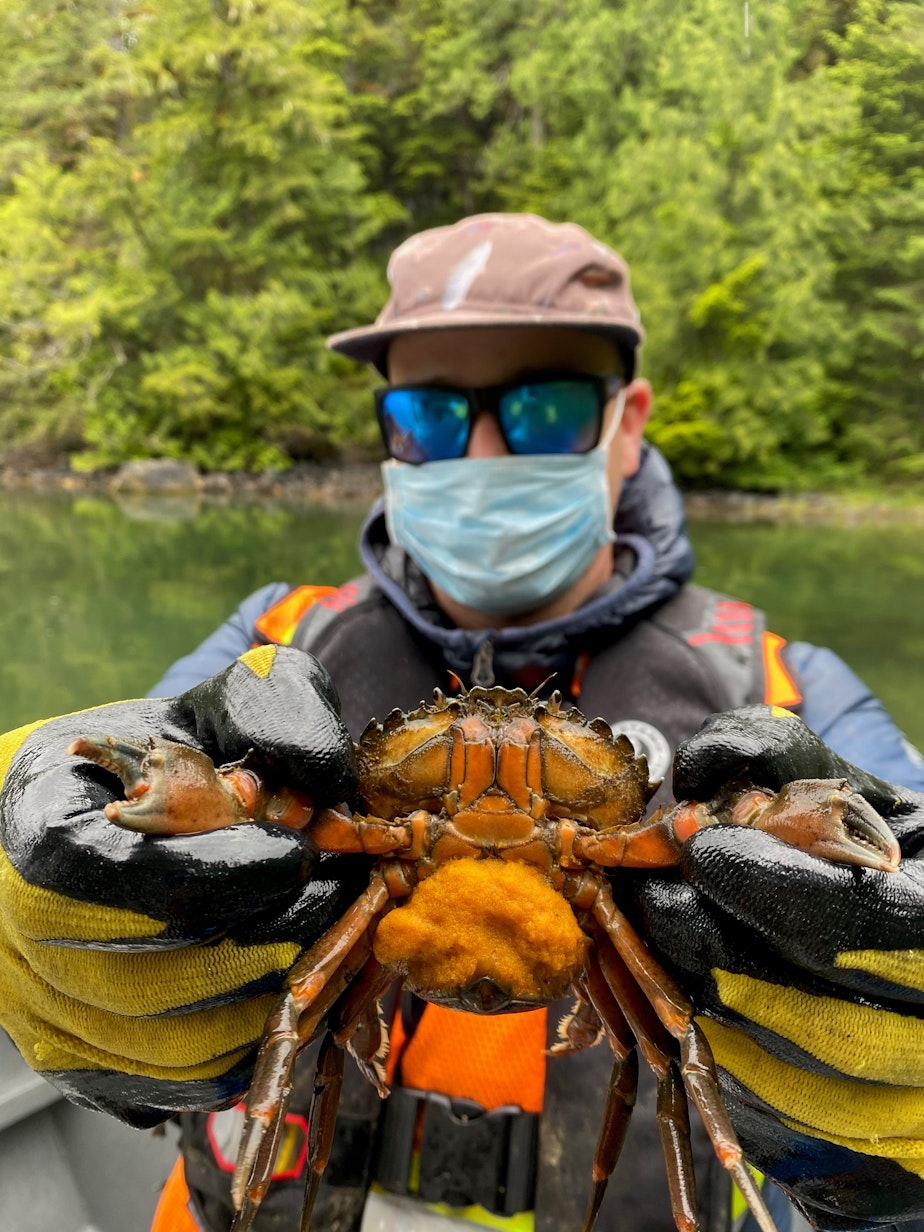 caption: Coastal Restoration Society technician Spencer Binda shows a European green crab, with her thousands of tiny eggs, caught in Clayoquot Sound on the west coast of Vancouver Island in August 2020.  