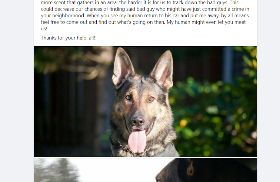 caption: Officer Jeffrey Nelson's police dog, Koen, was introduced on the Auburn Police Department's Facebook page after he and Nelson transitioned to days. Four days after this post, Koen bit a suspect who had been cooperating. 