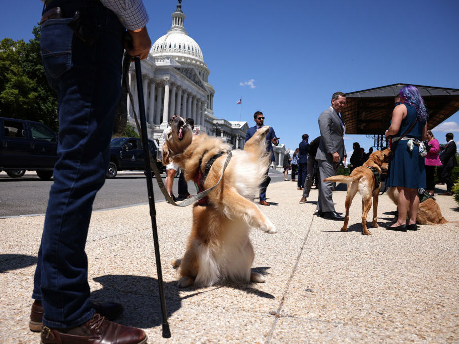 caption: Morgan, a military service dog, stands on her hind legs for her handler before a press conference for H.R. 1448, Puppies Assisting Wounded Service Members (PAWS) for Veterans Therapy Act outside the U.S. Capitol on May 13.
