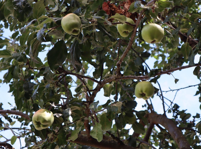 caption: A mature offspring of the Old Apple Tree on the grounds of the Clark County Historical Museum bears copious amounts of fruit. The apple variety is named English Greening.