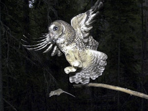 caption: A Northern Spotted Owl flies after a mouse jumping off the end of a stick in the Deschutes National Forest near Camp Sherman, Ore. To save the spotted owl from potential extinction, U.S. wildlife officials are embracing a plan to deploy trained shooters to kill almost a half-million barred owls that are crowding out their smaller cousins.
