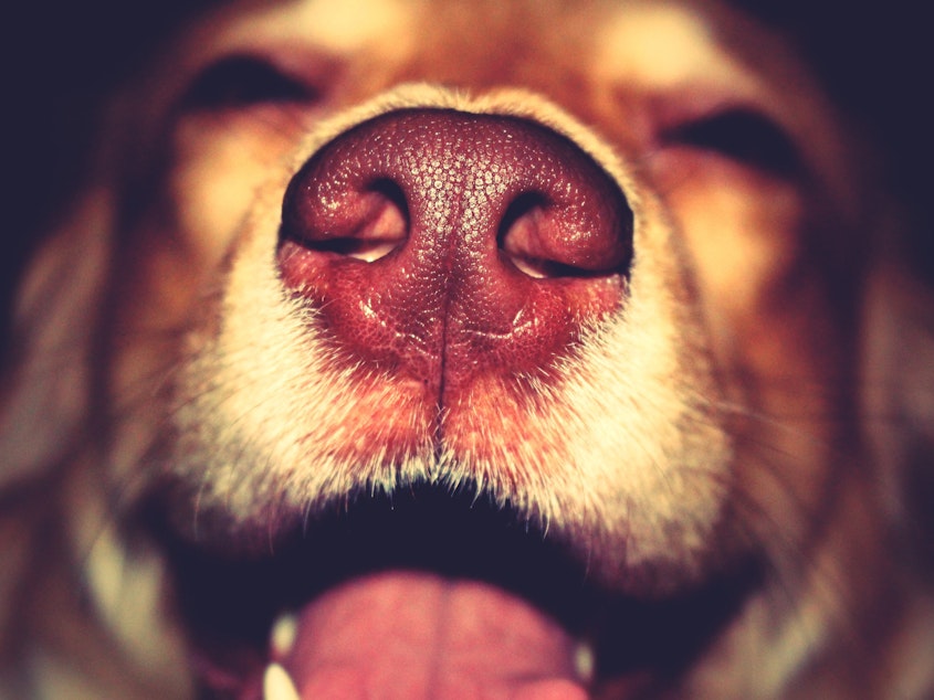 caption: Dogs' olfactory capacity — they can sniff in parts per trillion — primes them to detect disease.