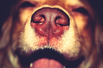caption: Dogs' olfactory capacity — they can sniff in parts per trillion — primes them to detect disease.