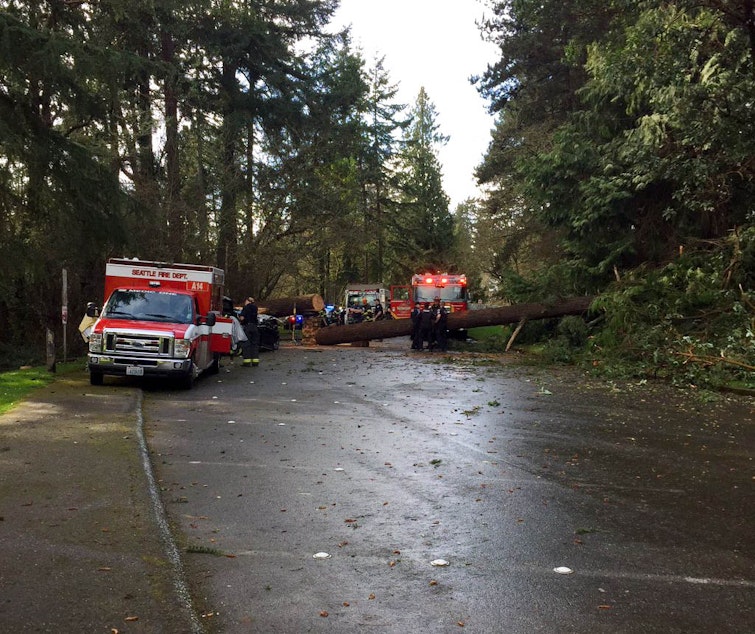 caption: The upper loop trail in Seward Park, where a tree fell on a BMW station wagon. Eric Medalle, 42, was killed; his toddler daughter was in the backseat and survived. 