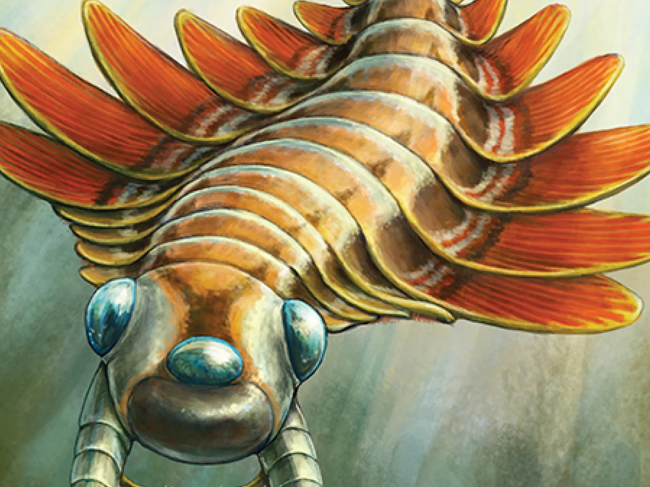 caption: A reconstruction of Mosura fentoni, an extinct sea creature from more than 500 million years ago.