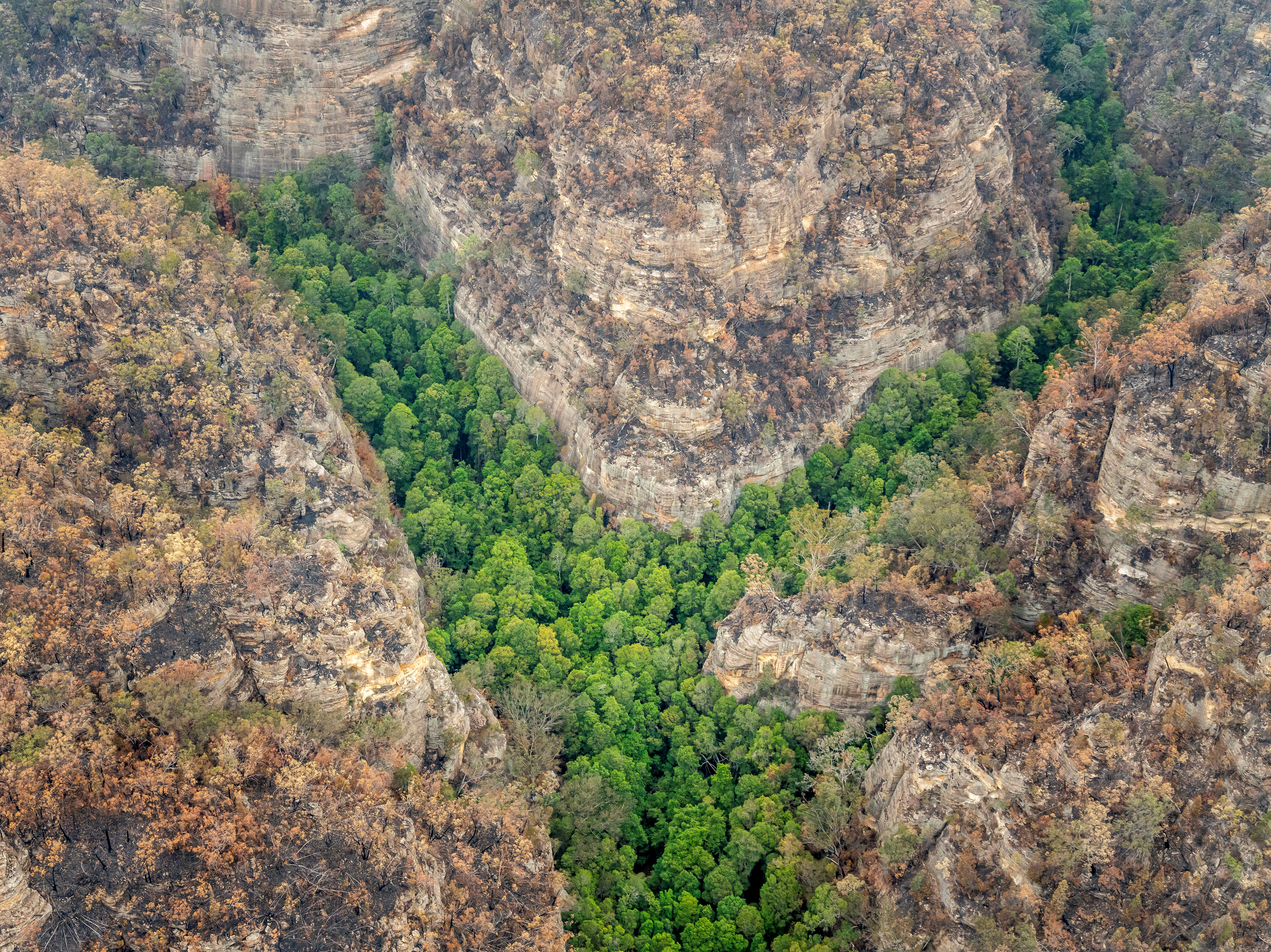 caption: Fire swept through Australia's Wollemi National Park, but firefighters were able to save rare groves of prehistoric Wollemi pines.