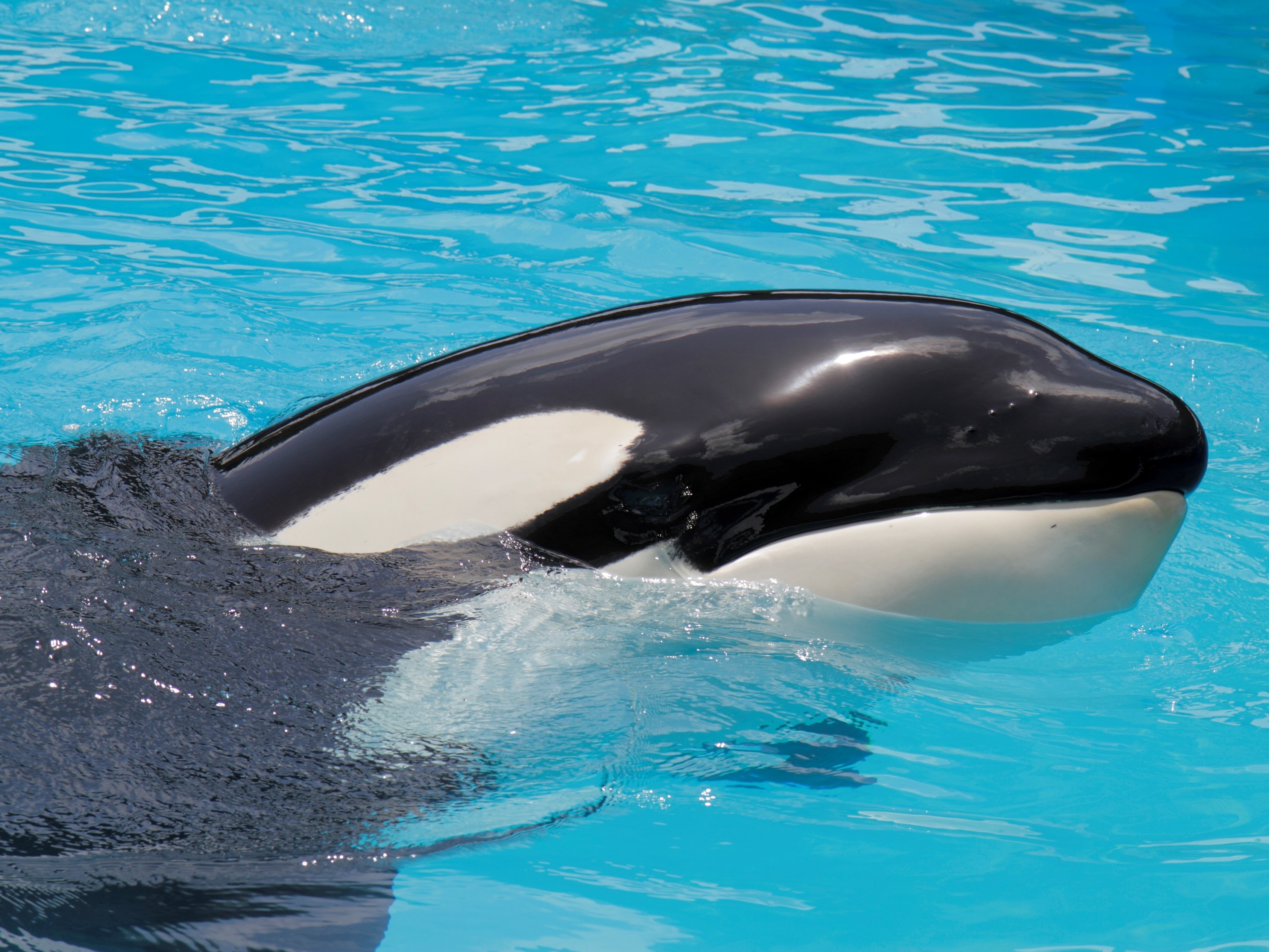 caption: An Orca, Lolita at Miami Seaquarium.