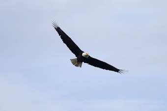 caption: A bald eagle flies near the mouth of the Elwha river on Wednesday, April 13, 2022, in Port Angeles. 