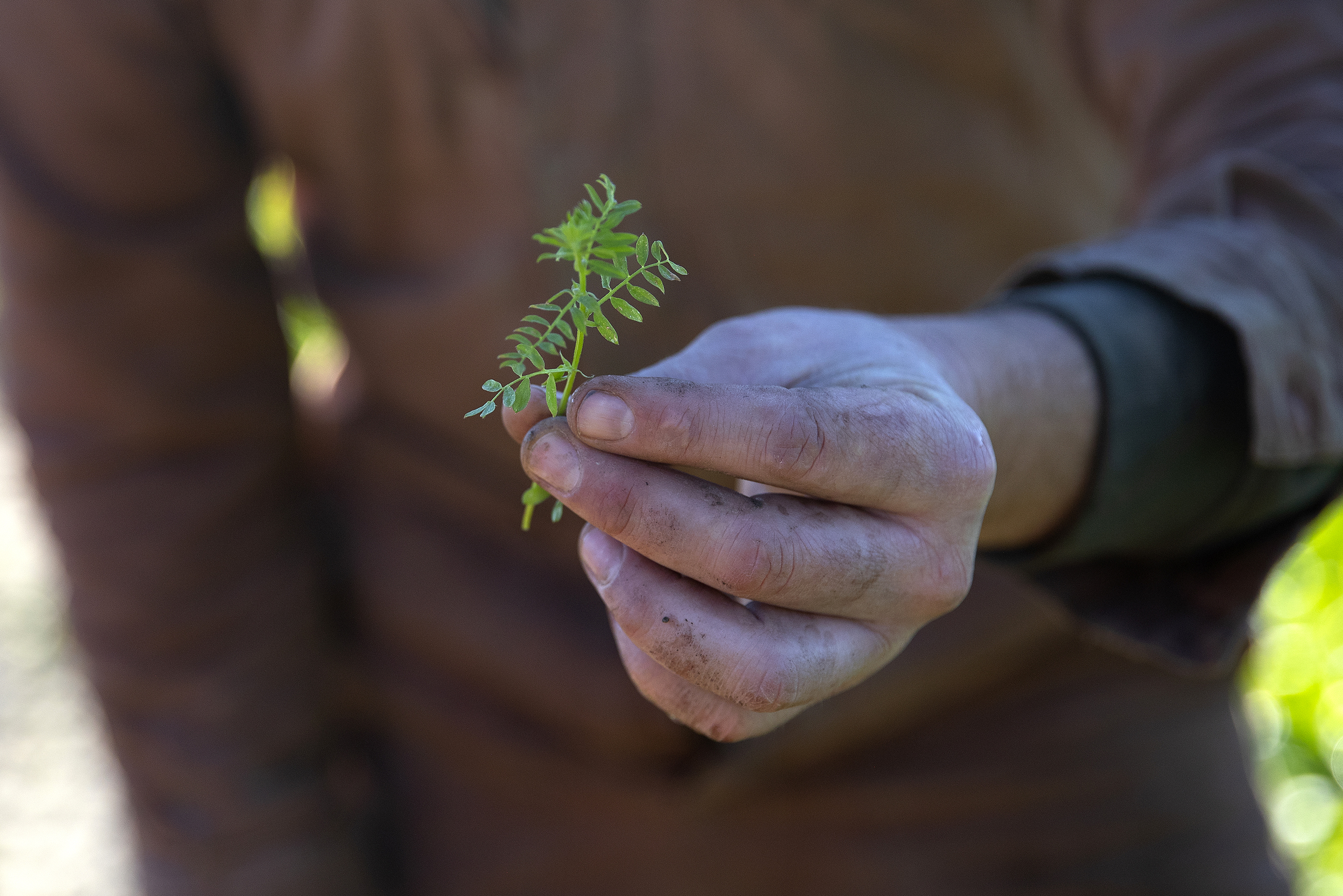 caption: First generation farmer Ryan Lichttenegger holds a cover crop on Wednesday, Jan. 14, 2026, at Steel Wheel Farm in Fall City. 
