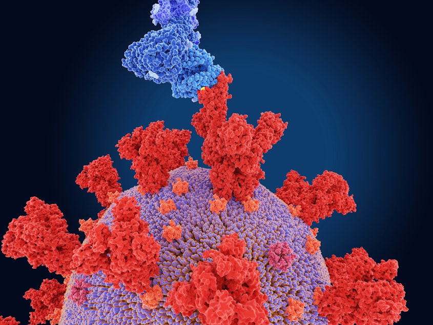 caption: Scientists say a Belgian woman was infected with two coronavirus variants at the same time, including beta. Beta's spike protein is shown here in a scientific illustration.