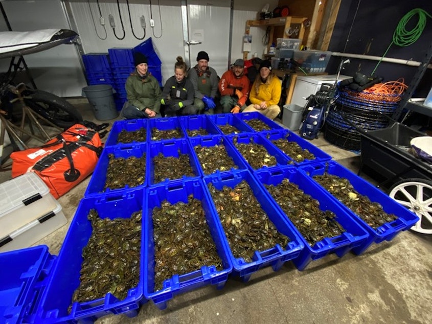 caption: Coastal Restoration Society technicians caught 8,950 European green crabs in one day in November in the Tranquil Creek estuary on Vancouver Island's Clayoquot Sound.