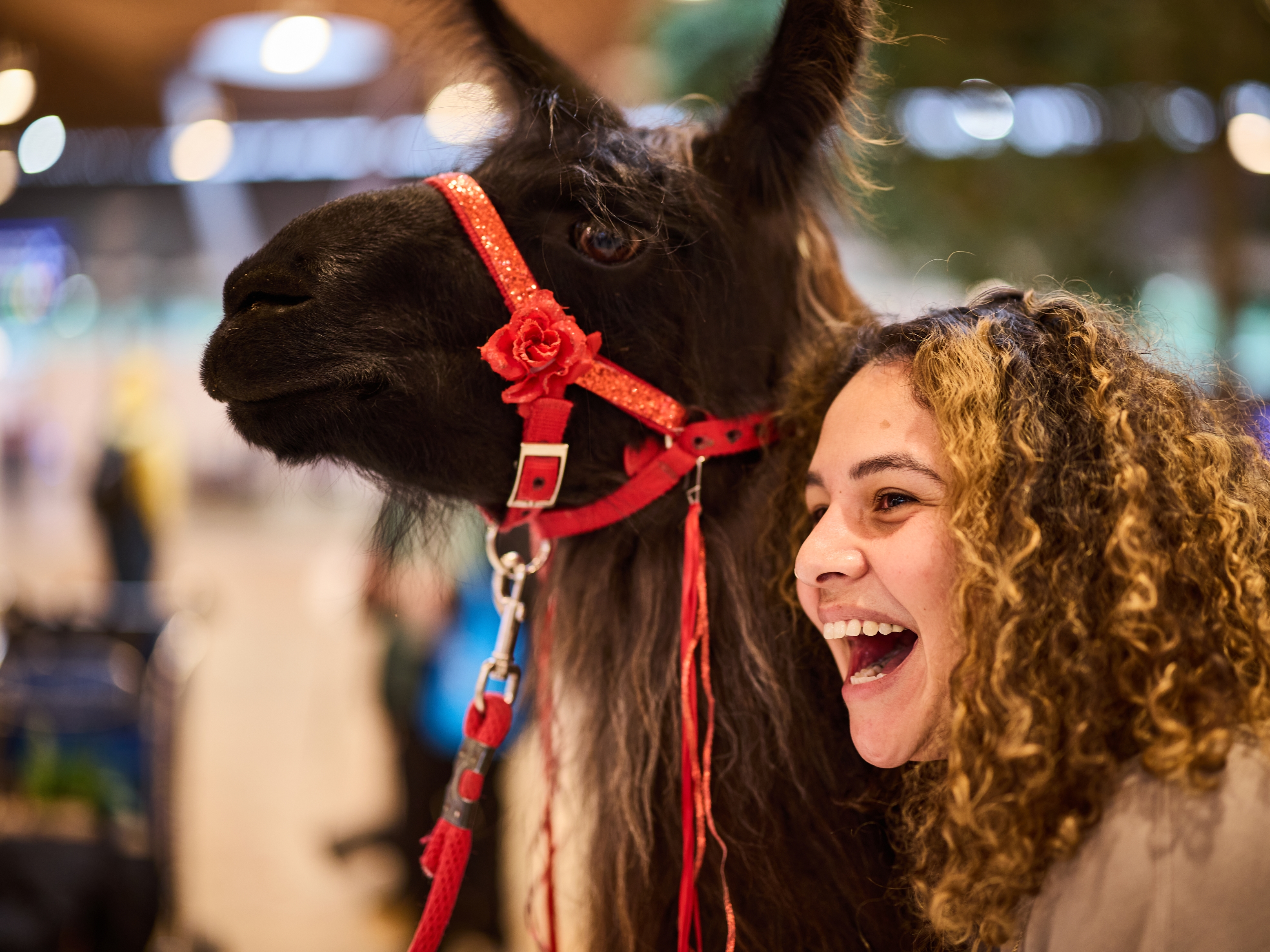 caption: Beni the llama gets a hug and inspires a laugh from a traveler at Portland International Airport last week.