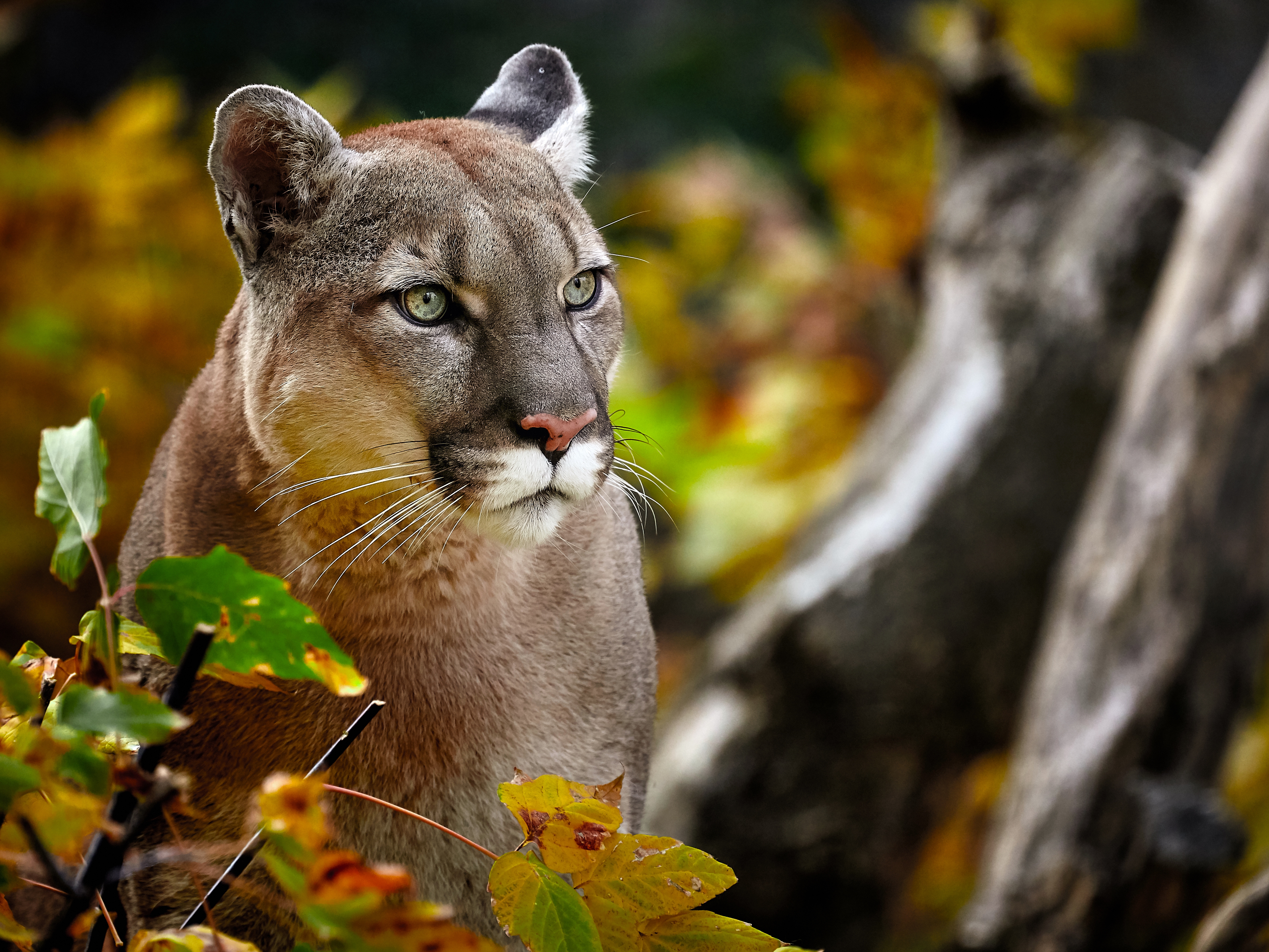caption: A cougar is seen in a forest in autumn. The Wild Felid Advocacy Center of Washington says bird flu has killed 20 of its big cats, including cougars, in the past month.