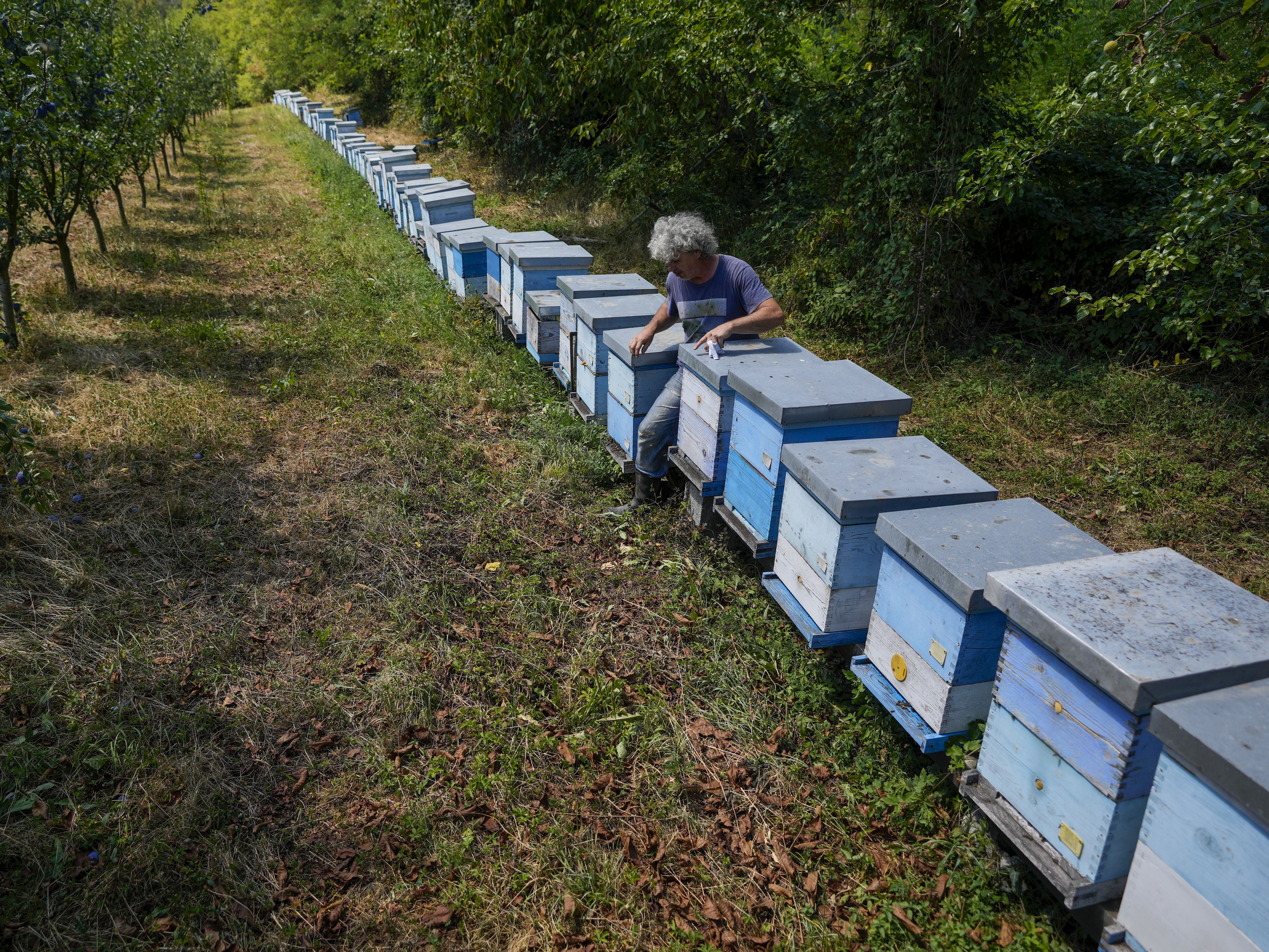 caption: Vladan Jakovljevic checks his beehives outside the village of Gornje Nedeljice, in the fertile Jadar Valley, in western Serbia, on Aug. 6.