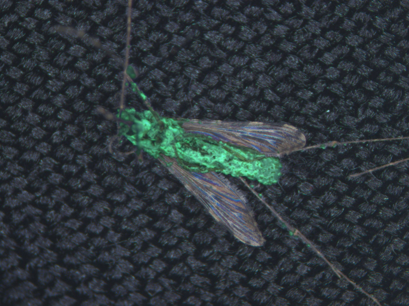 caption: An <em>Anopheles coluzzi</em> mosquito, which can transmit malaria, with a genetically modified fungus emerging from the body after the insect's death. A green fluorescent protein was included to mark the fungus, shown under a UV light.