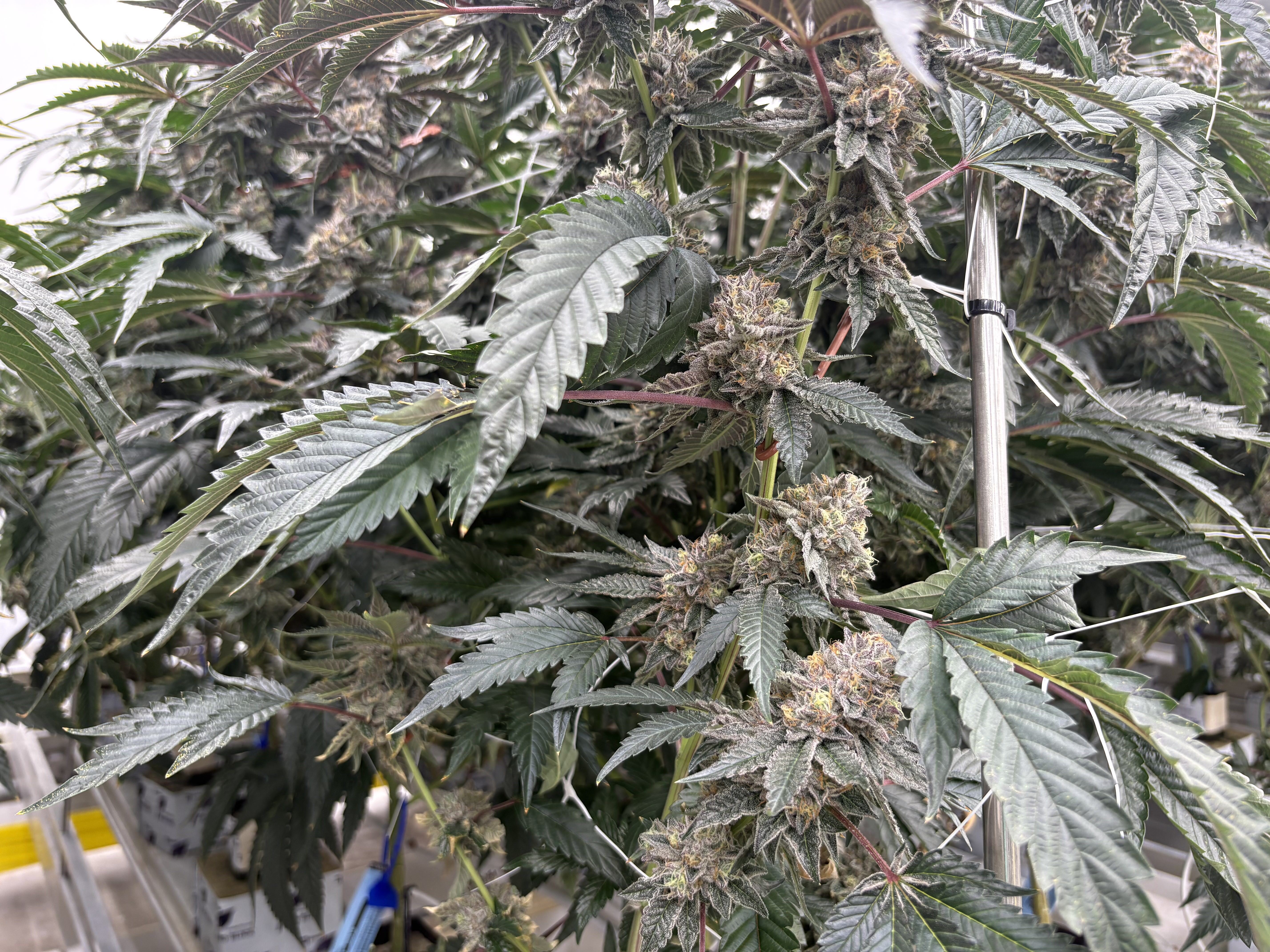 caption: An assortment of aromas fill the air at the District Cannabis grow facility in Hagerstown, Md.