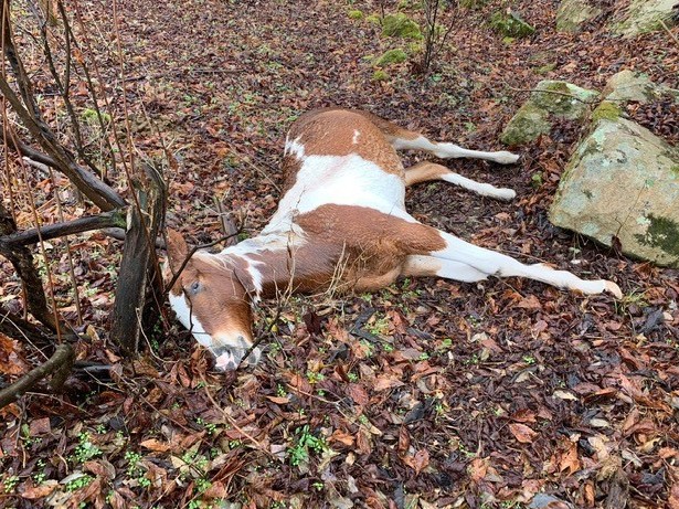 caption: At least 15 horses were shot and killed in Floyd County, Ky., in what one resident calls "a very large act of evil."