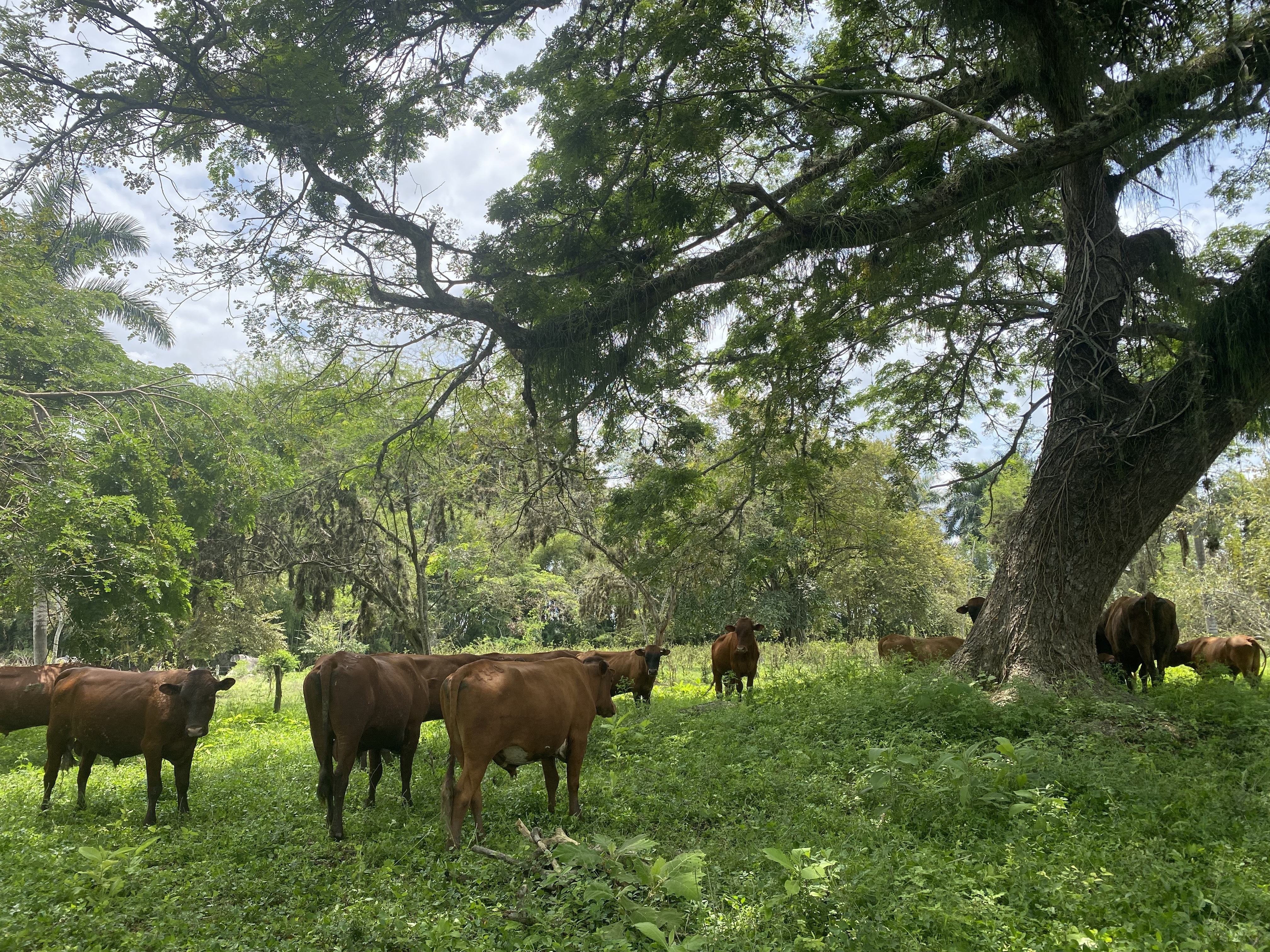 caption: A herd of brown cows gather under trees at the El Hatico farm near Cali, Colombia. Researchers think that this type of silvopasture could reduce deforestation in Latin America.