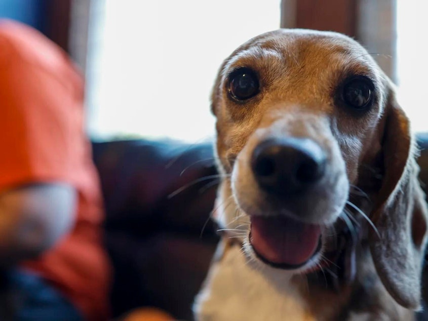 caption: Beyonce, a beagle with one ear, pictured at Homeward Trails Animal Rescue in Fairfax, Va., in 2022 after being rescued from the Envigo breeding and research facility.