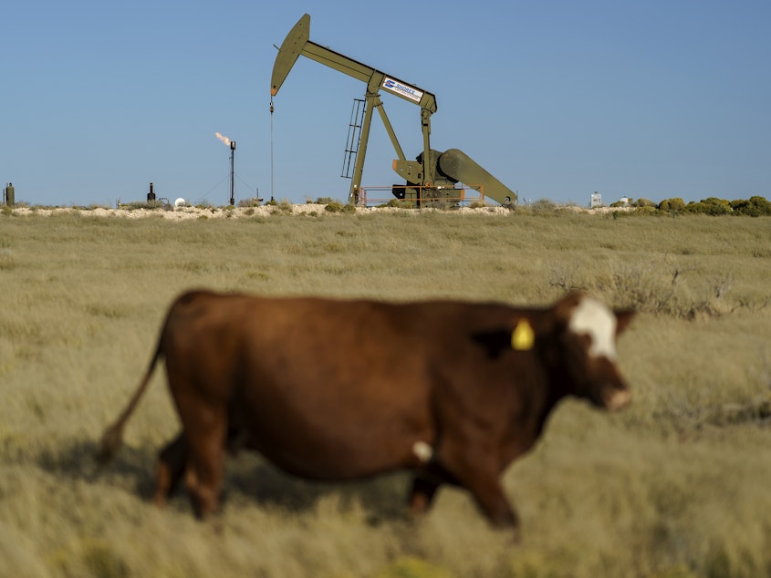 caption: A cow walks through a field as an oil pumpjack and a flare burning off methane and other hydrocarbons stand in the background in the Permian Basin in Jal, N.M., Oct. 14, 2021.